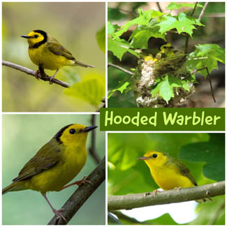 Hooded Warbler